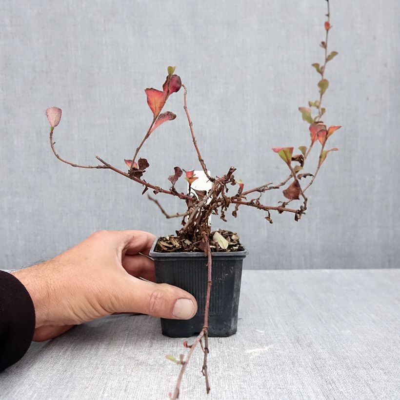Ceratostigma griffithii 8/9 cm pot sample as delivered in autumn