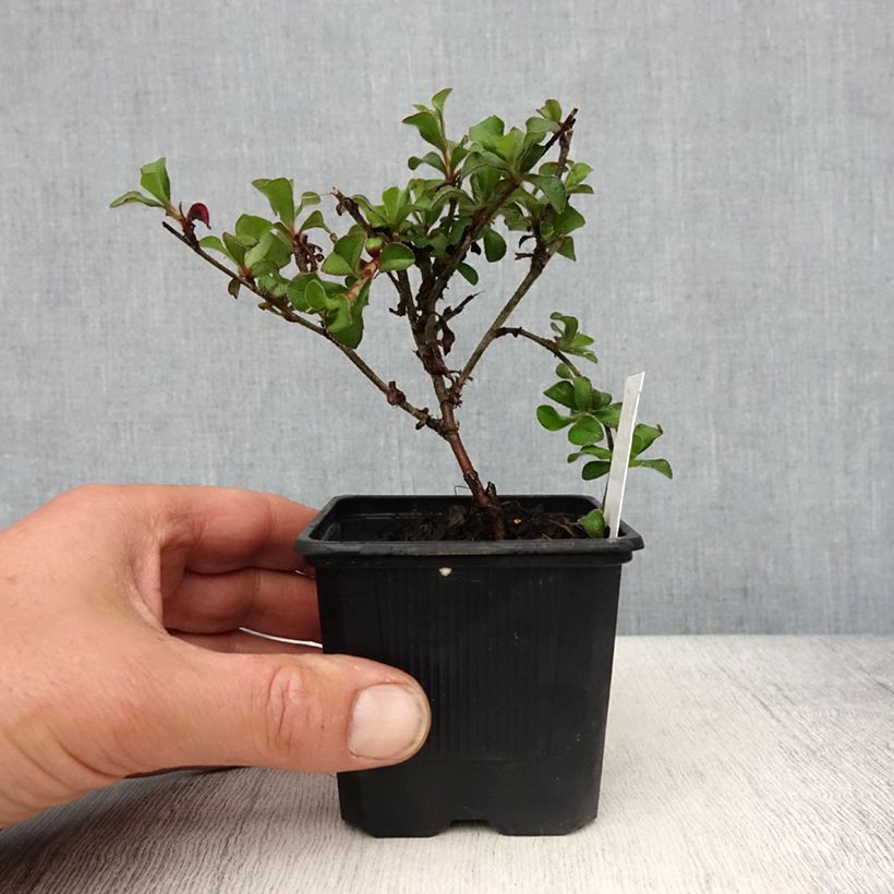 Ceratostigma griffithii 8/9 cm pot sample as delivered in spring