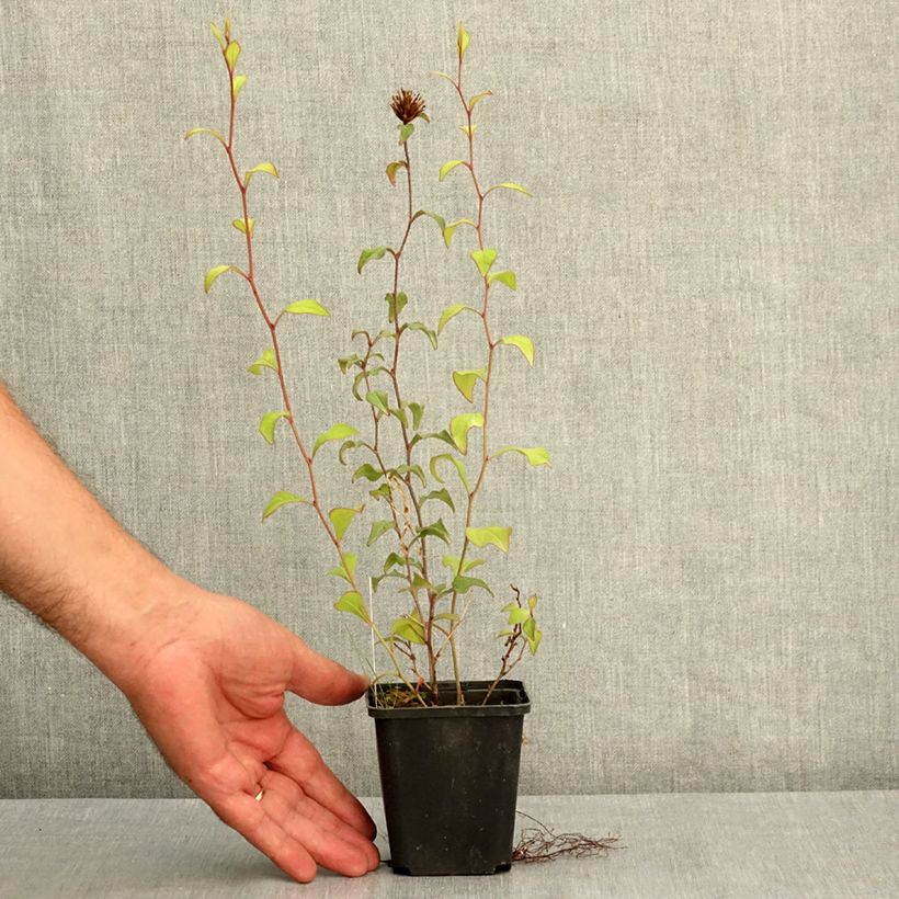 Ceratostigma willmottianum 8/9 cm pot sample as delivered in summer