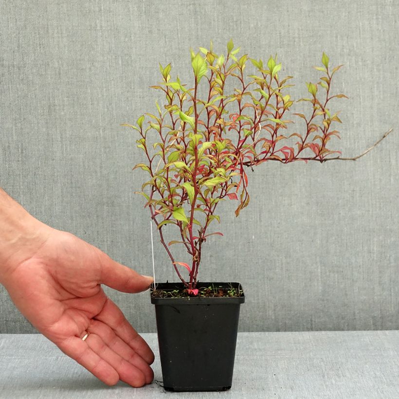Ceratostigma willmottianum 8/9 cm pot sample as delivered in spring