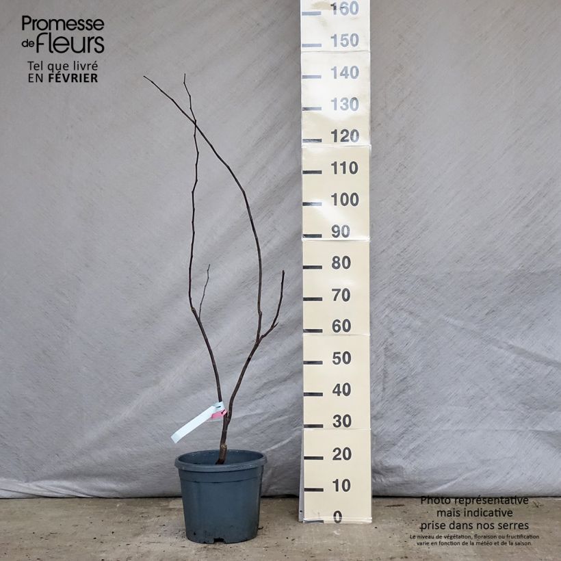 Cercis canadensis Forest Pansy - Eastern Redbud 7.5L/10L pot sample as delivered in winter