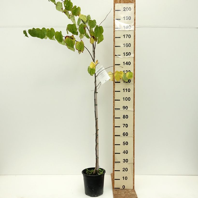 Cercis canadensis  - Eastern Redbud 7.5L/10L pot sample as delivered in summer