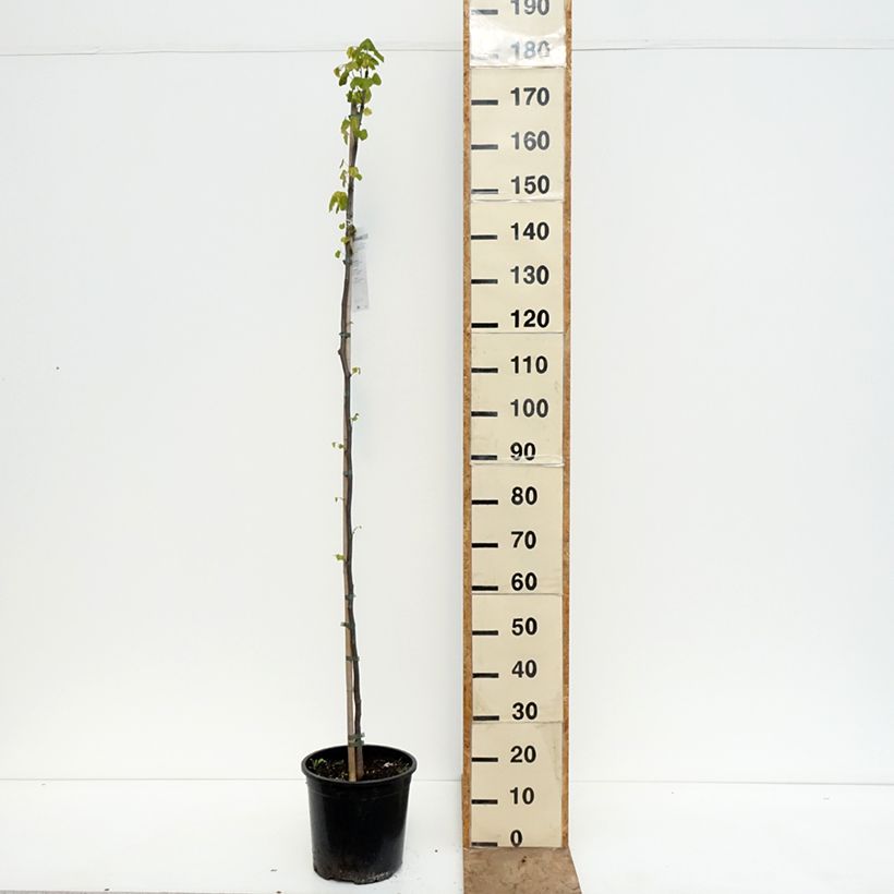 Cercis canadensis  - Eastern Redbud 7.5L/10L pot sample as delivered in spring