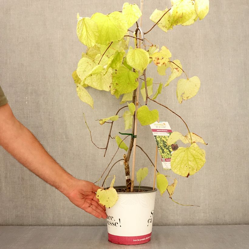 Cercis canadensis Golden Falls - Eastern Redbud 4L/5L pot, Sapling sample as delivered in summer