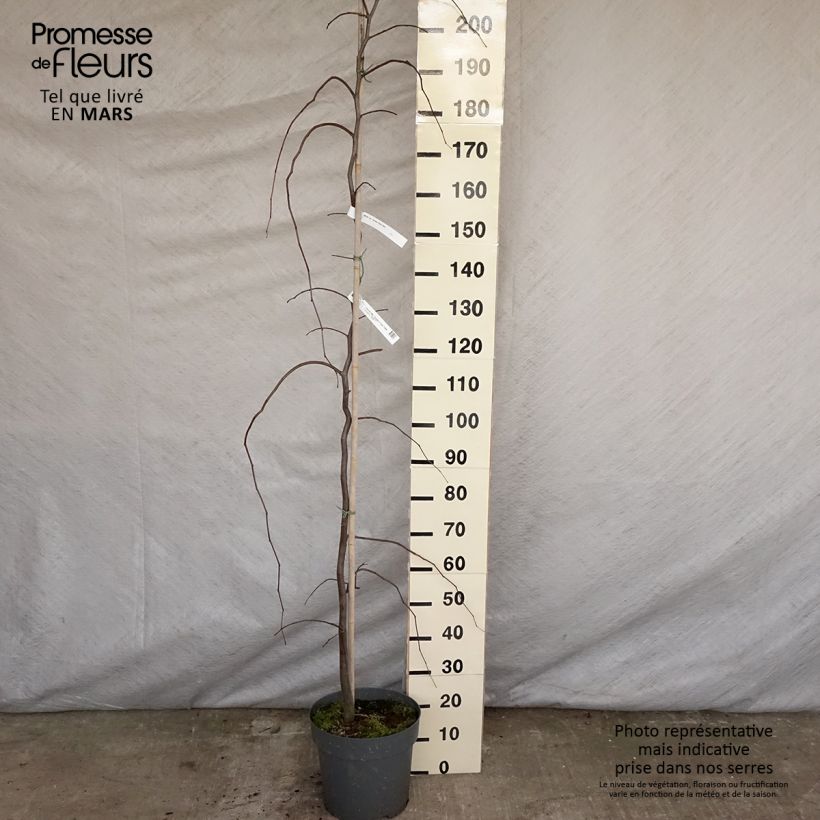 Cercis canadensis Golden Falls - Eastern Redbud 4L/5L pot, Sapling sample as delivered in spring