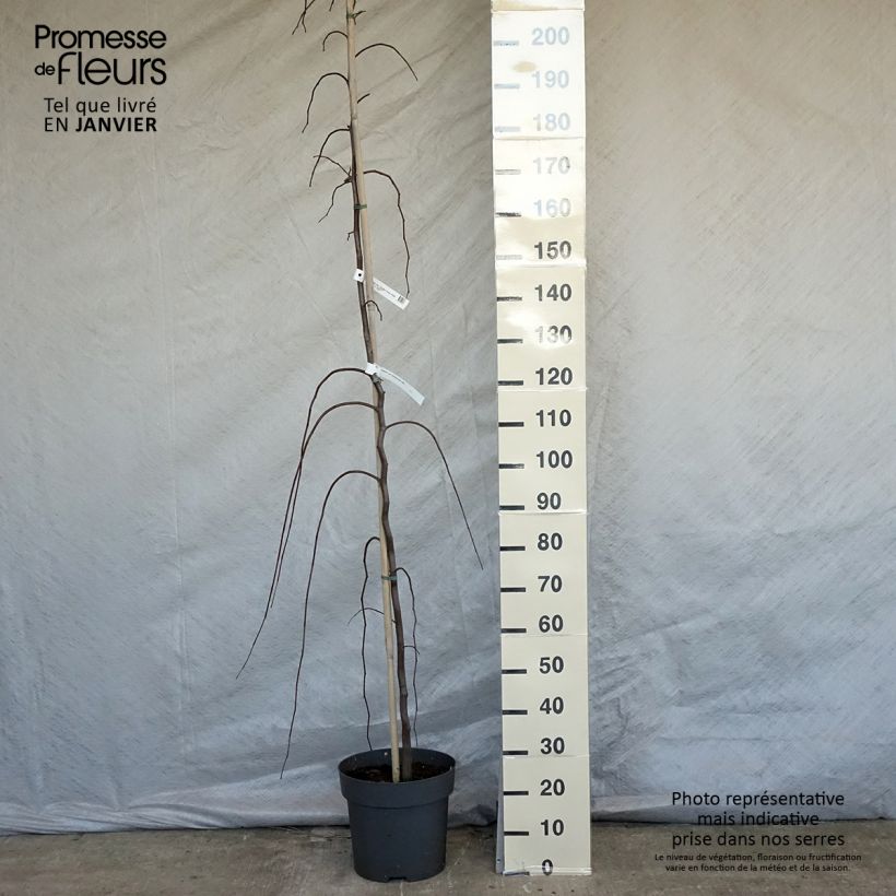 Cercis canadensis Golden Falls - Eastern Redbud 4L/5L pot sample as delivered in winter