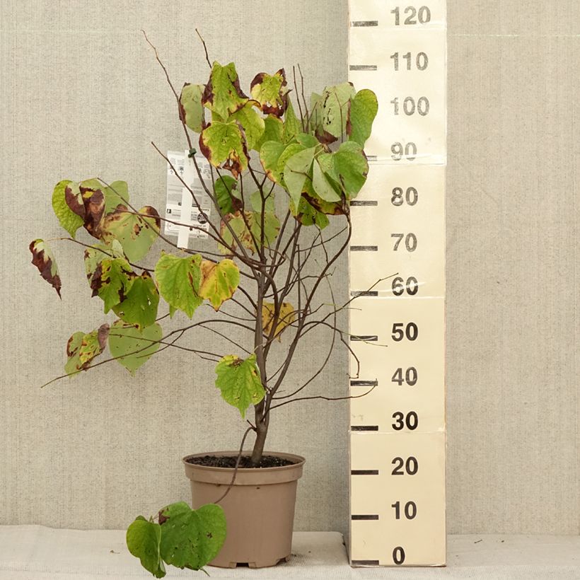 Cercis canadensis Heart of Gold - Eastern Redbud 7.5L/10L pot sample as delivered in autumn