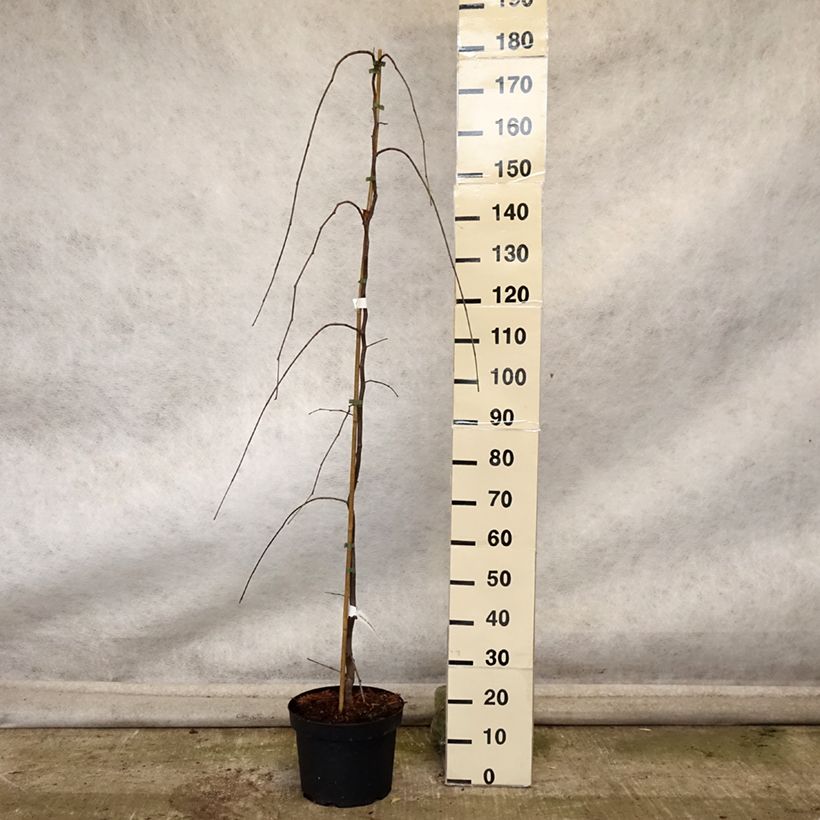 Cercis canadensis Lavender Twist - Eastern Redbud 7.5L/10L pot sample as delivered in autumn