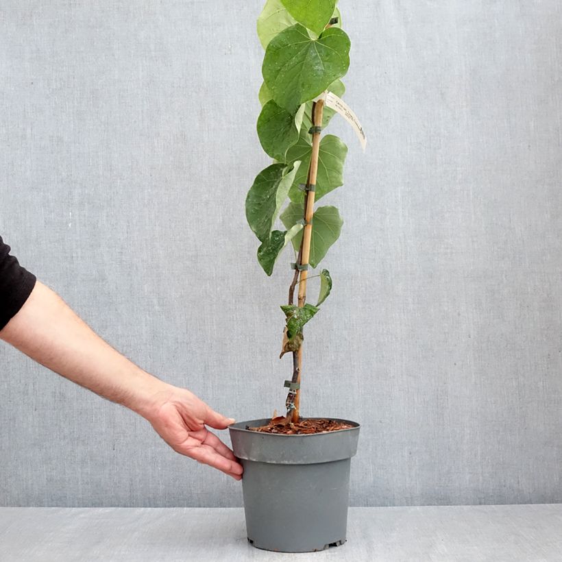 Cercis canadensis Lavender Twist - Eastern Redbud 3L/4L pot sample as delivered in autumn