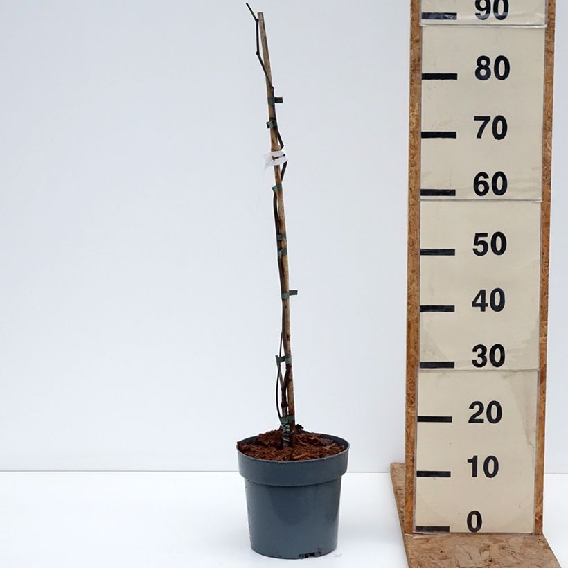 Cercis canadensis Lavender Twist - Eastern Redbud 3L/4L pot sample as delivered in winter