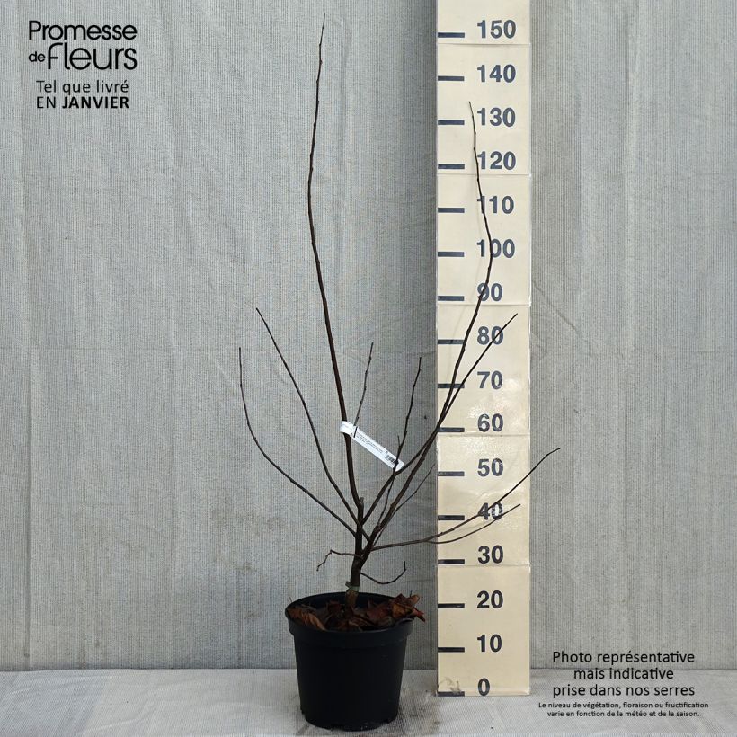 Cercis canadensis Pink Pom Poms - Eastern Redbud 7.5L/10L pot sample as delivered in winter