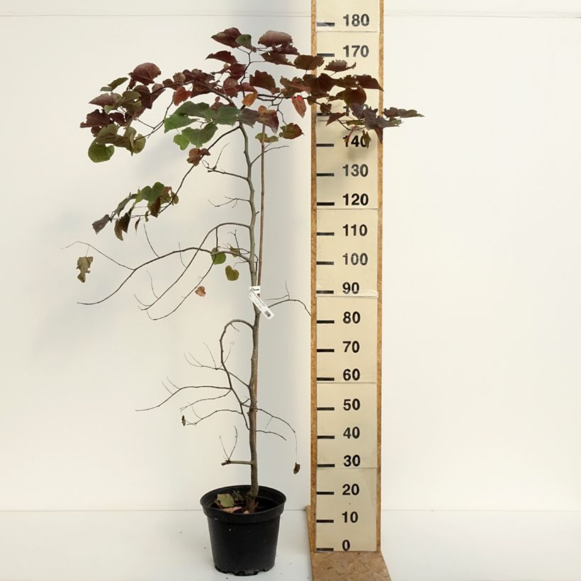 Cercis canadensis Ruby Falls - Eastern Redbud 7.5L/10L pot sample as delivered in summer