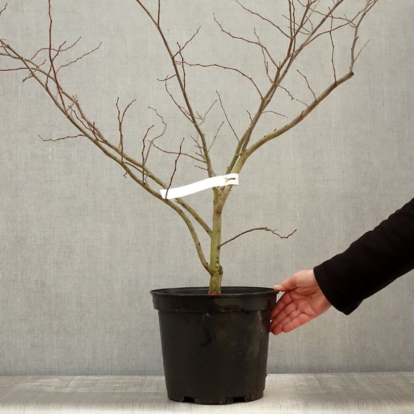 Cercis canadensis The Rising Sun - Eastern Redbud 2L/3L pot sample as delivered in winter