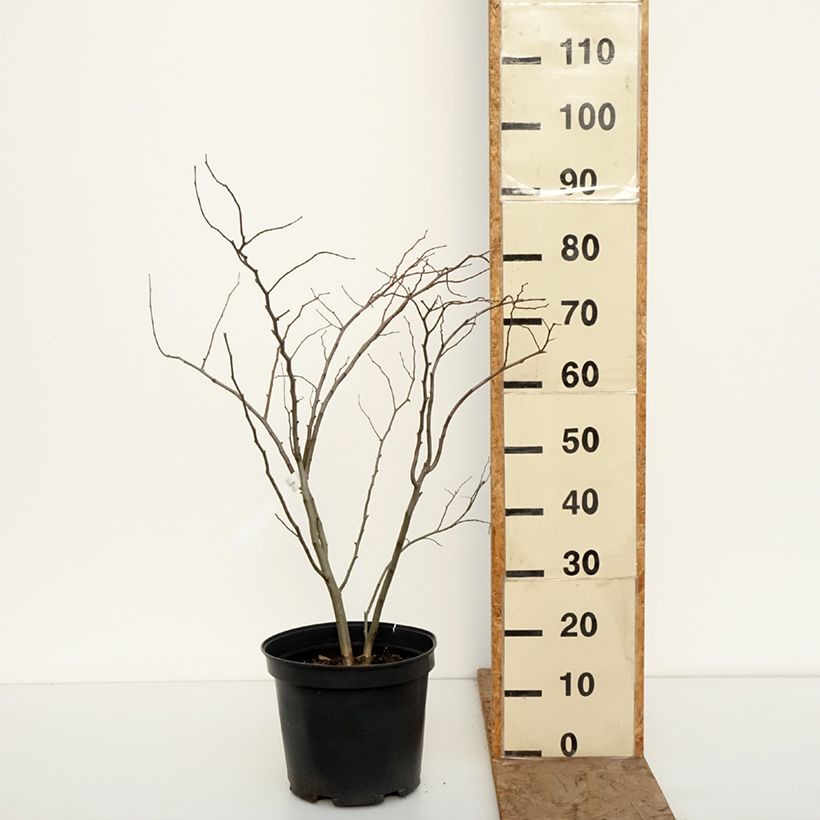 Cercis canadensis The Rising Sun - Eastern Redbud 6L/7L pot sample as delivered in winter