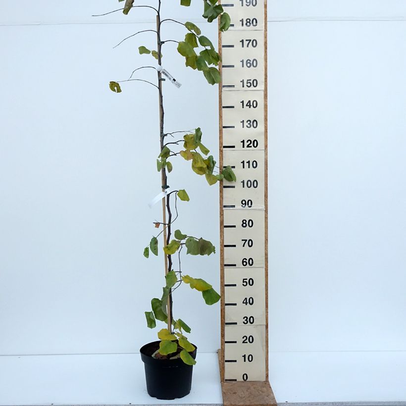 Cercis canadensis var.texensis Traveller - Eastern Redbud 7.5L/10L pot sample as delivered in autumn