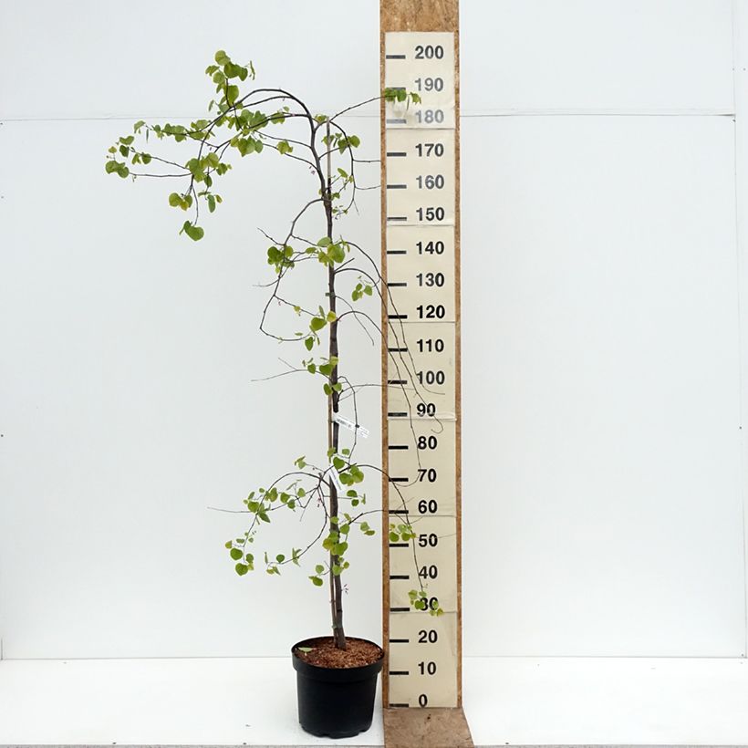 Cercis canadensis var.texensis Traveller - Eastern Redbud 7.5L/10L pot sample as delivered in spring