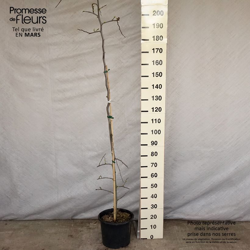 Cercis canadensis Vanilla Twist - Eastern Redbud 4L/5L pot, Sapling sample as delivered in spring