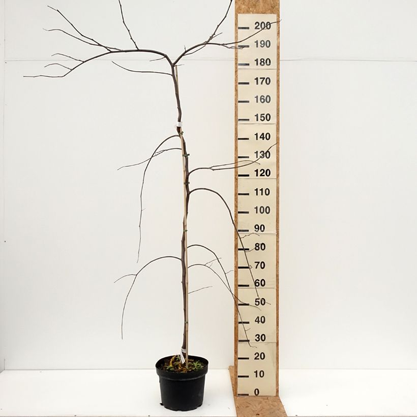 Cercis canadensis Vanilla Twist - Eastern Redbud 7.5L/10L pot sample as delivered in autumn