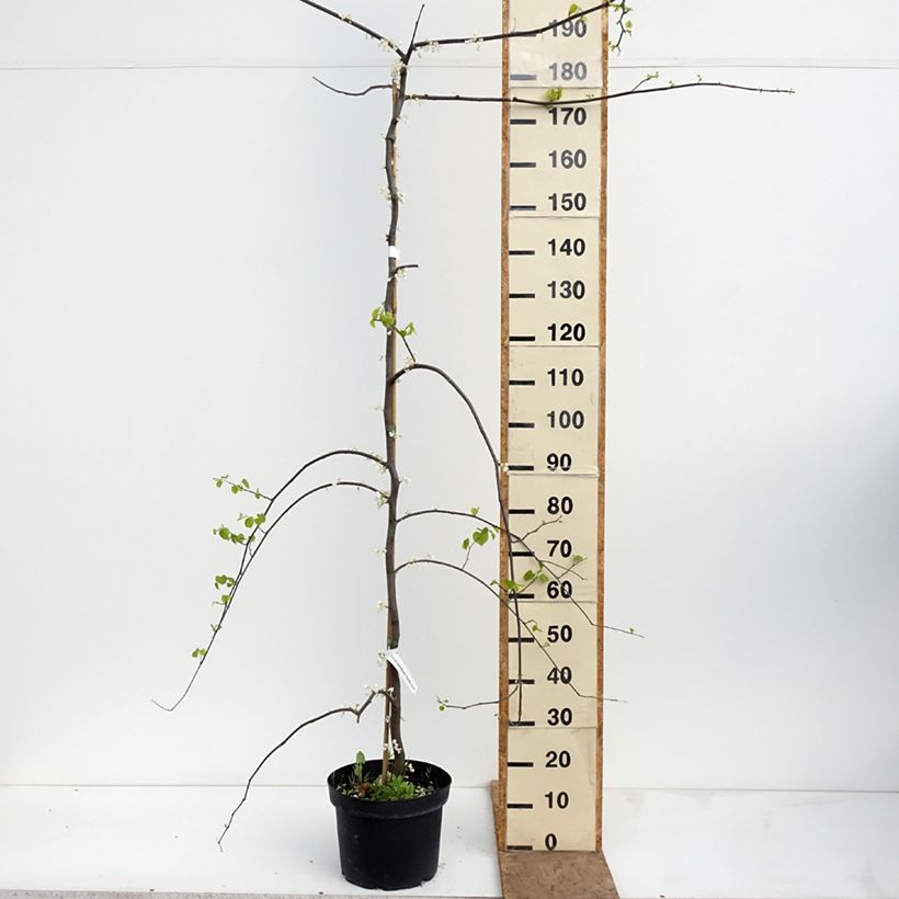 Cercis canadensis Vanilla Twist - Eastern Redbud 7.5L/10L pot, Half standard sample as delivered in spring