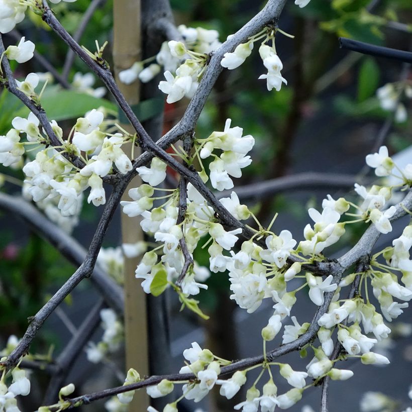 Cercis canadensis Vanilla Twist - Eastern Redbud (Flowering)