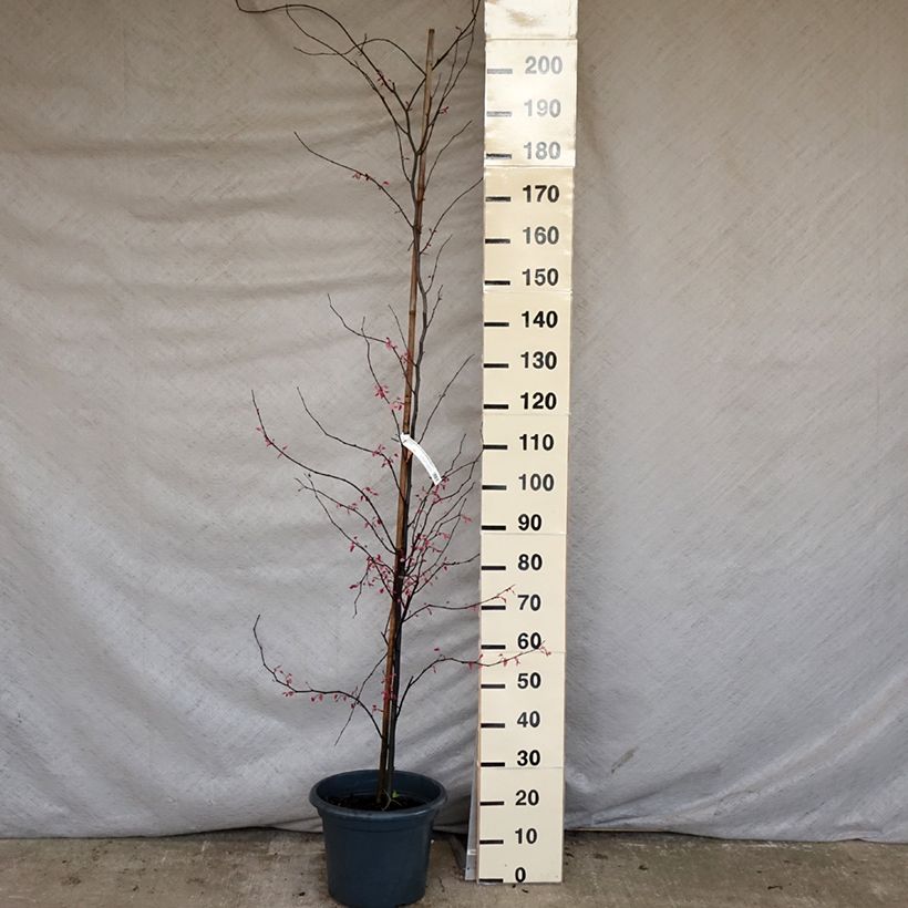 Cercis canadensis Carolina Sweetheart - Eastern Redbud 6L/7L pot sample as delivered in spring