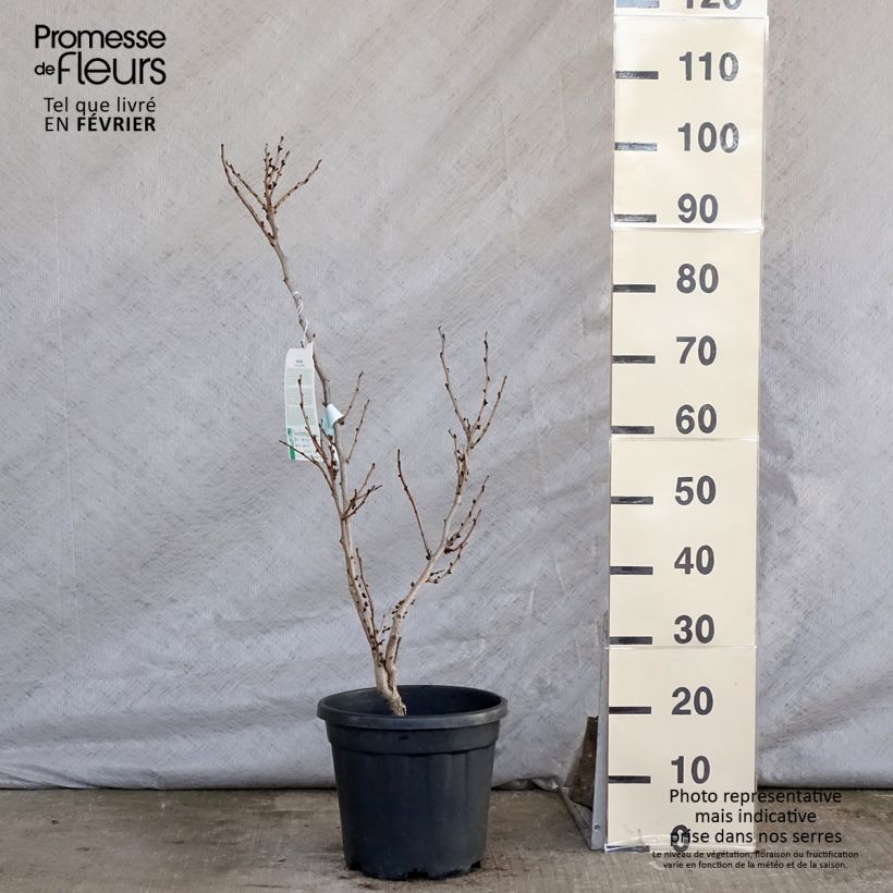 Cercis chinensis Avondale - Chinese Redbud 7.5L/10L pot sample as delivered in winter