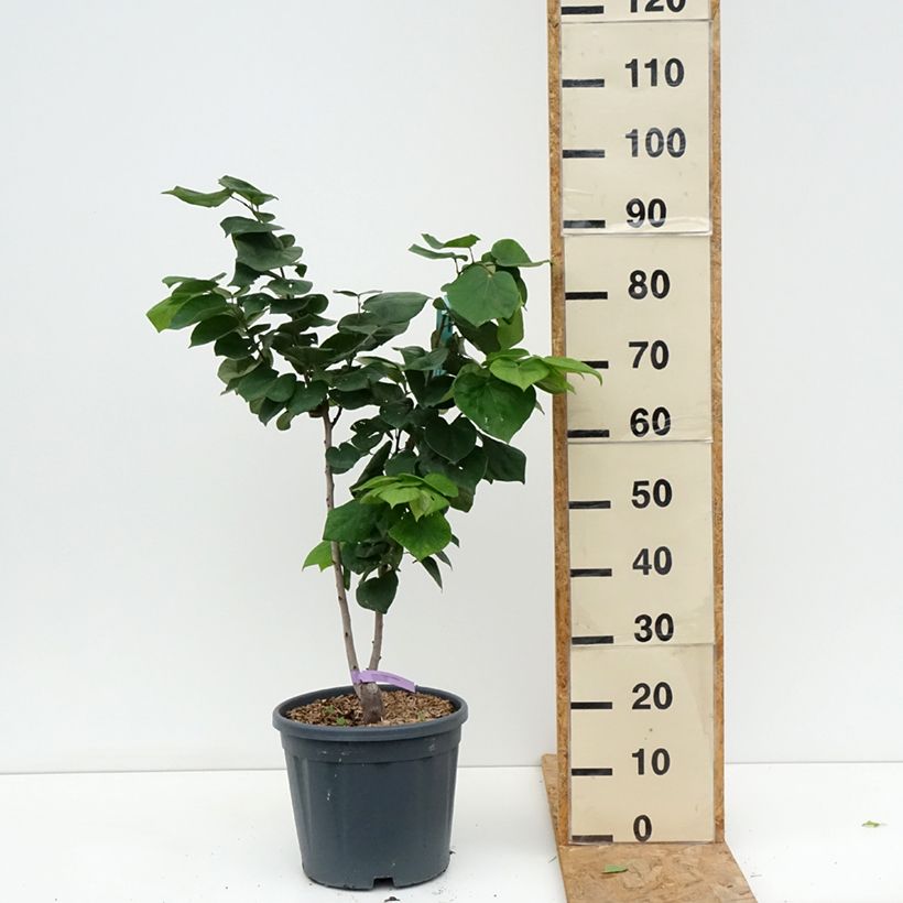 Cercis chinensis Avondale - Chinese Redbud 7.5L/10L pot sample as delivered in summer