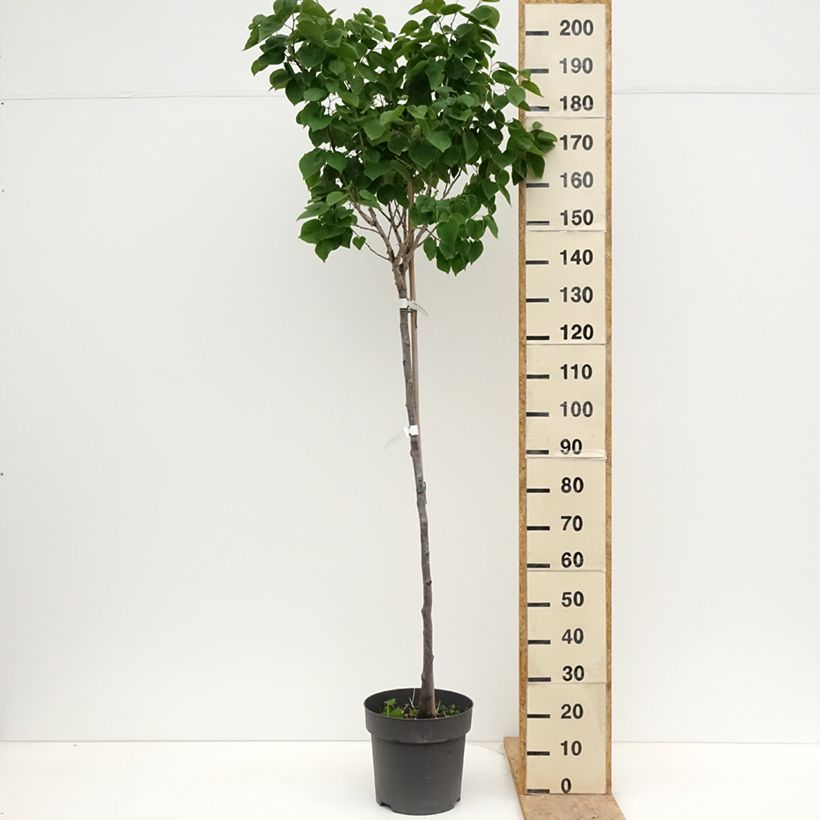 Cercis chinensis Don Egolf - Chinese Redbud 7.5L/10L pot, Standard sample as delivered in spring