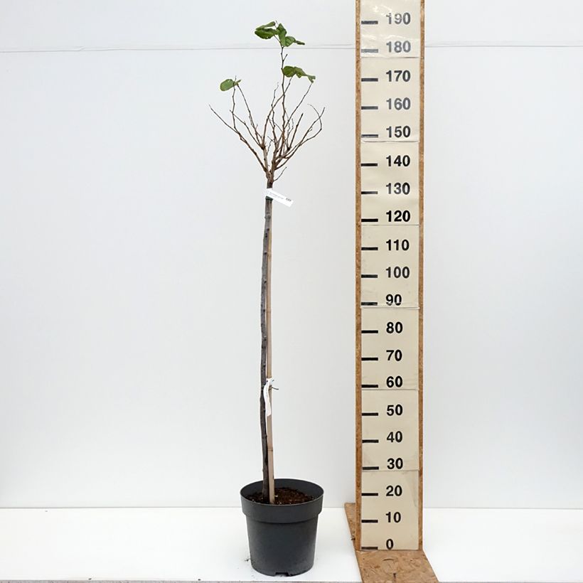 Cercis chinensis Don Egolf - Gainier de Chine compact Pot de 12L/15L, Tige, Tige de 120 cm sample as delivered in autumn