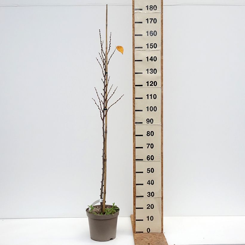 Cercis chinensis Kay's Early Hope 6L/7L pot sample as delivered in autumn