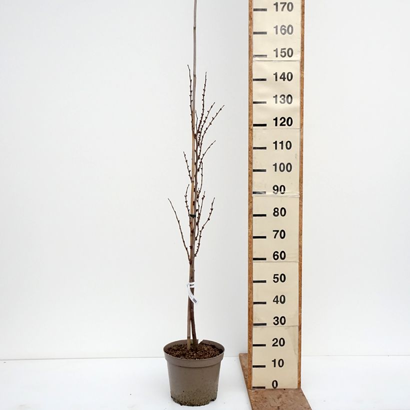 Cercis chinensis Kay's Early Hope 6L/7L pot, Sapling sample as delivered in winter