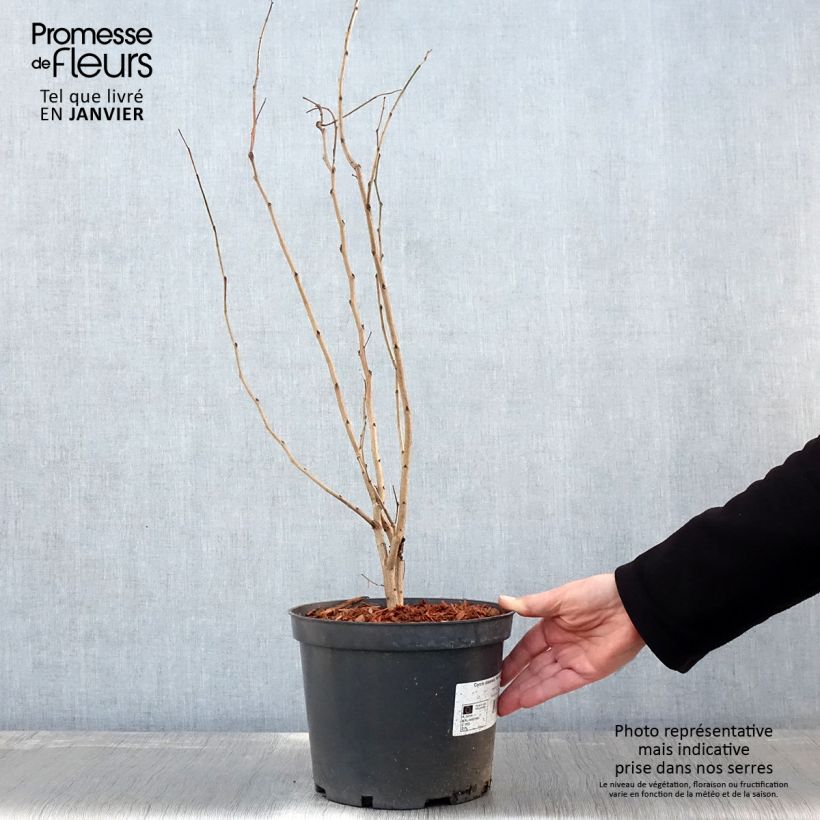 Cercis chinensis Shirobana - Chinese Redbud 4L/5L pot sample as delivered in winter