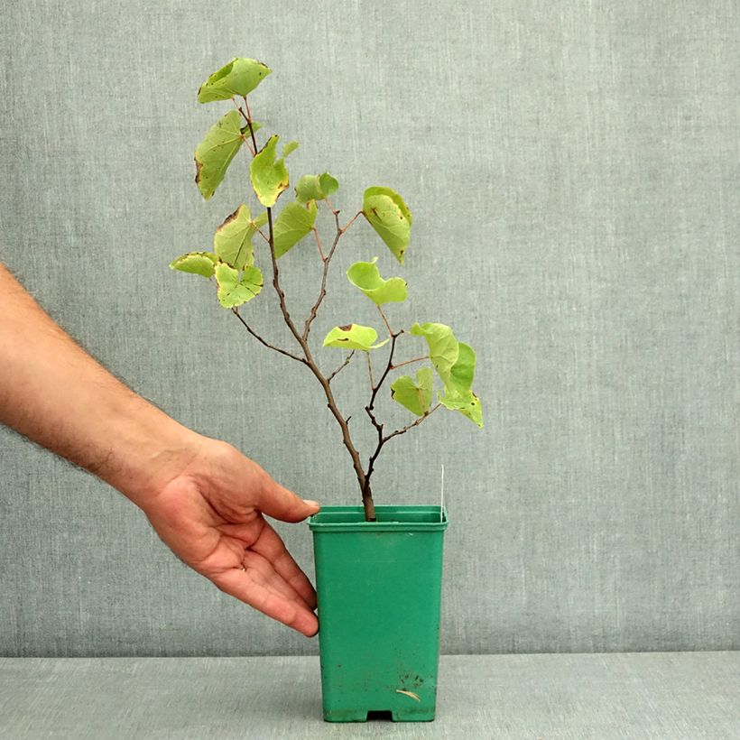 Cercis siliquastrum - Judas Tree 12cm pot, Sapling sample as delivered in summer
