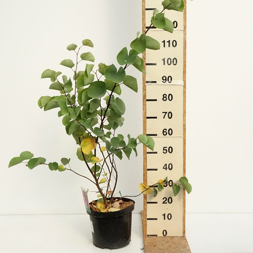 Cercis siliquastrum - Judas Tree 20L/25L pot sample as delivered in summer