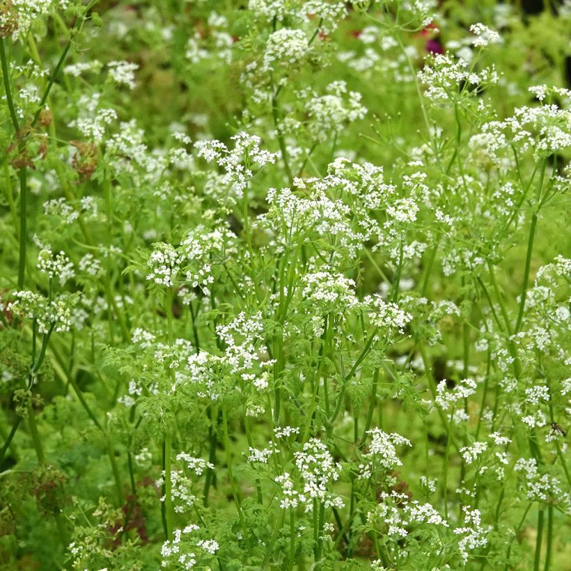 Common chervil in plants - Anthriscus cerefolium (Flowering)