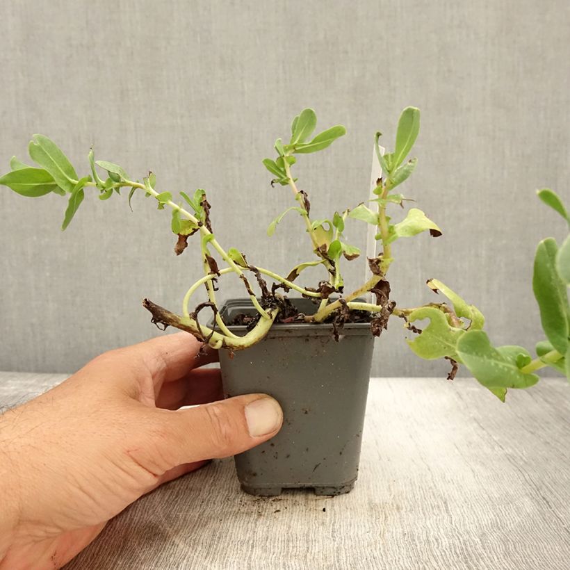 Cerinthe glabra 8/9 cm pot sample as delivered in autumn