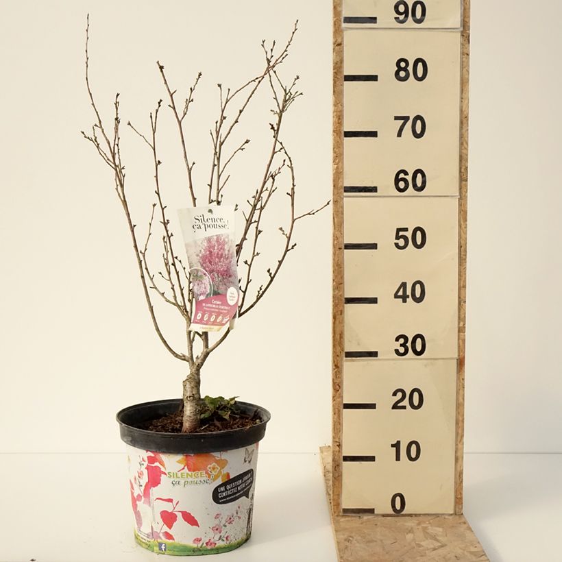 Prunus Autumnalis Rosea - Cherry 7.5L/10L pot sample as delivered in winter
