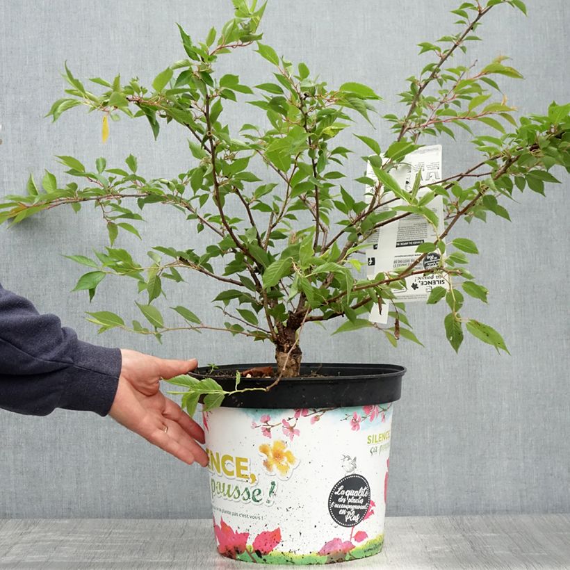 Prunus Autumnalis Rosea - Cherry 7.5L/10L pot sample as delivered in spring