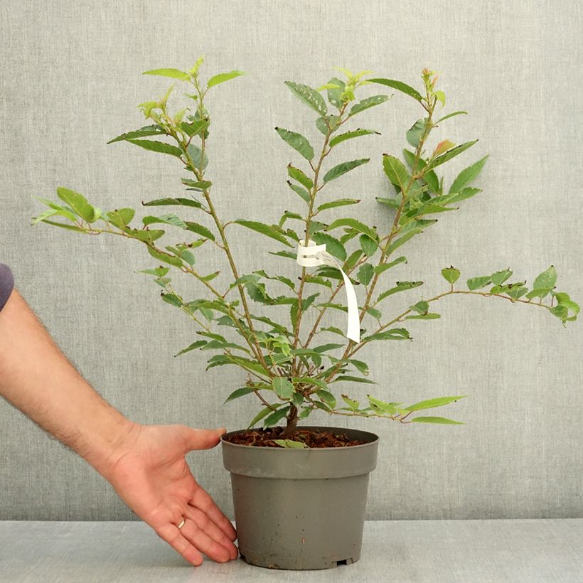 Prunus incisa Paean - Cherry 2L/3L pot sample as delivered in summer