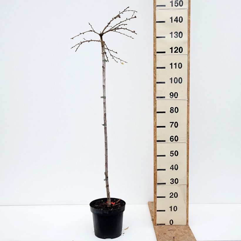 Prunus Frilly Frock 7.5L/10L pot, Standard sample as delivered in autumn