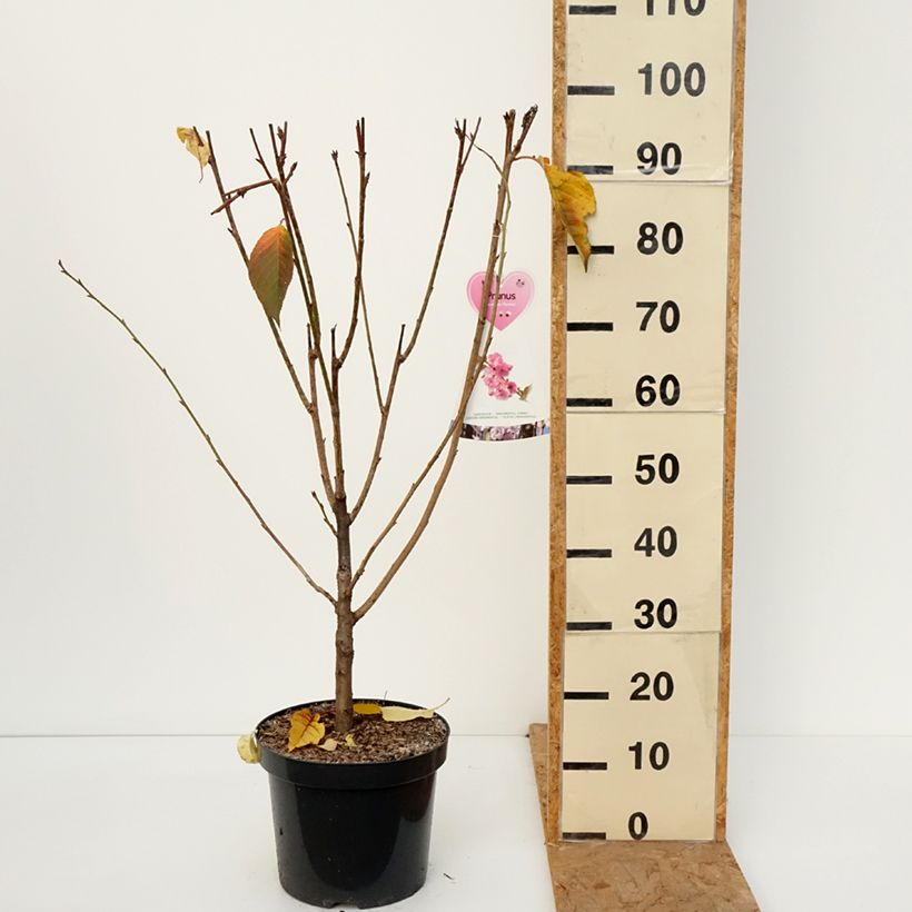Prunus serrulata Kanzan - Japanese Cherry 7.5L/10L pot, Bush sample as delivered in autumn