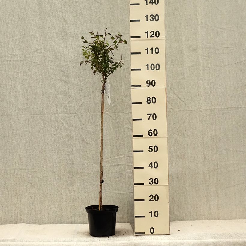 Prunus incisa Kojo-No-Mai - Cherry 4L/5L pot, Standard sample as delivered in summer