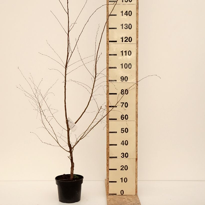 Prunus x subhirtella Hally Jolivette - Autumn Cherry 4L/5L pot sample as delivered in winter