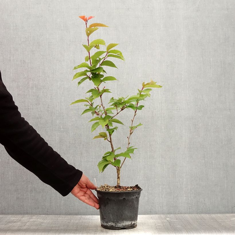 Prunus hillieri Spire - Cherry 3L/4L pot sample as delivered in spring