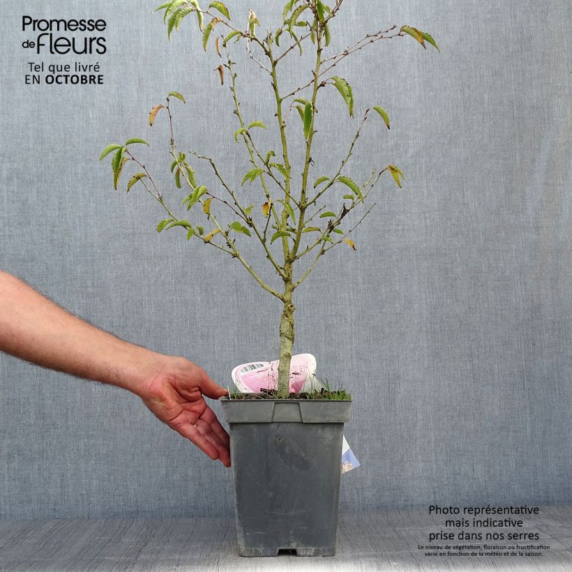 Prunus nipponica var. kurilensis Brillant - Kuril Cherry 4L/5L pot sample as delivered in autumn