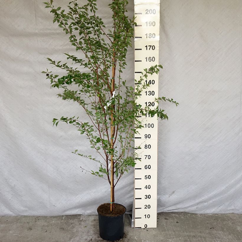 Prunus Pandora - Cherry 7.5L/10L pot, Standard sample as delivered in spring
