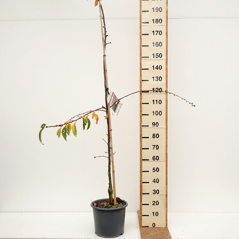 Prunus serrulata Kiku-Shidare-Zakura - Japanese Cherry 7.5L/10L pot sample as delivered in autumn
