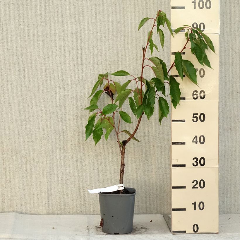 Prunus serrulata Pink Perfection - Japanese Cherry 4L/5L pot sample as delivered in autumn