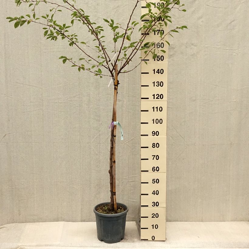 Prunus serrulata Shirofugen - Japanese Cherry 7.5L/10L pot sample as delivered in summer