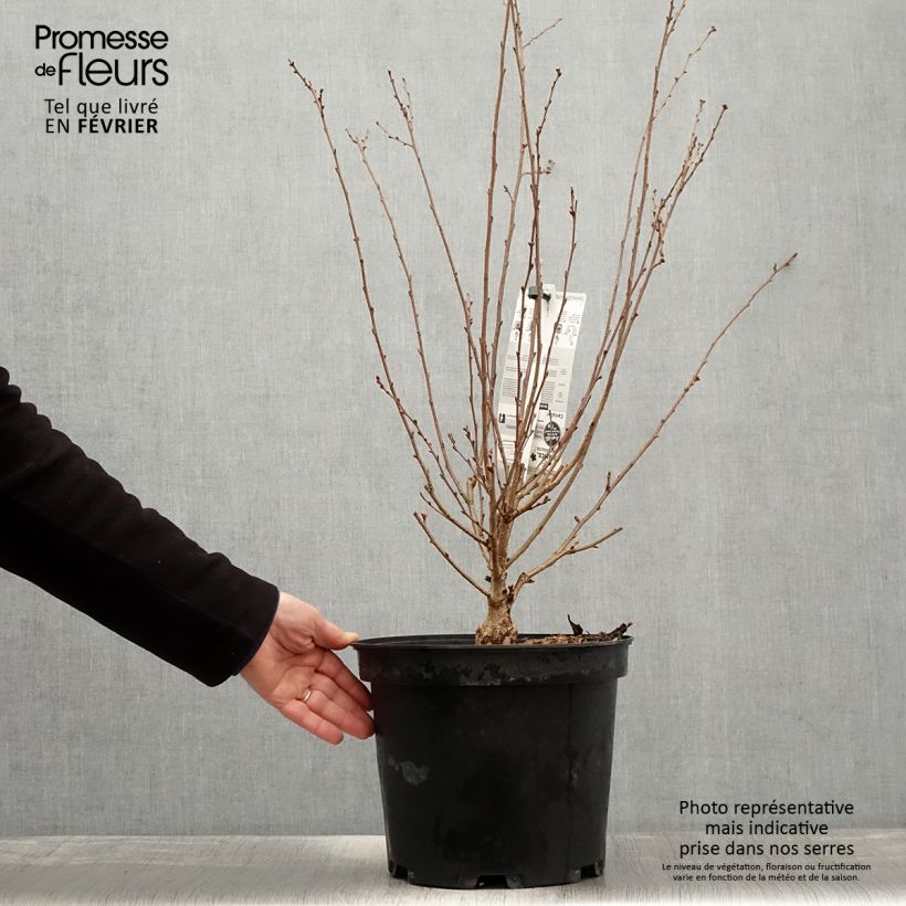 Prunus subhirtella Fukubana - Winter-flowering Cherry 7.5L/10L pot sample as delivered in winter